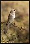 Grauwe Klauwier, Red-backed Shrike, Lanius collurio Location: Sigri, Greece (Lesbos) grauwe klauwier MG 3090 kopie